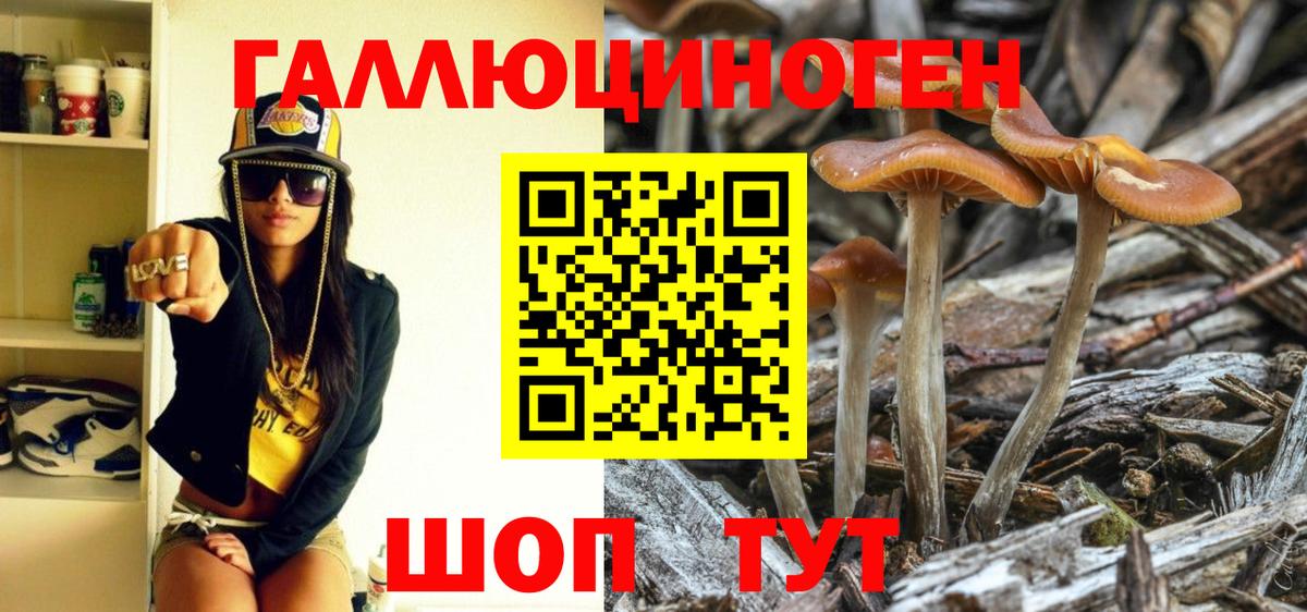 Псилоцибиновые грибы Psilocybine cubensis Тында